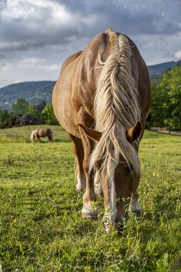 Haflinger horse