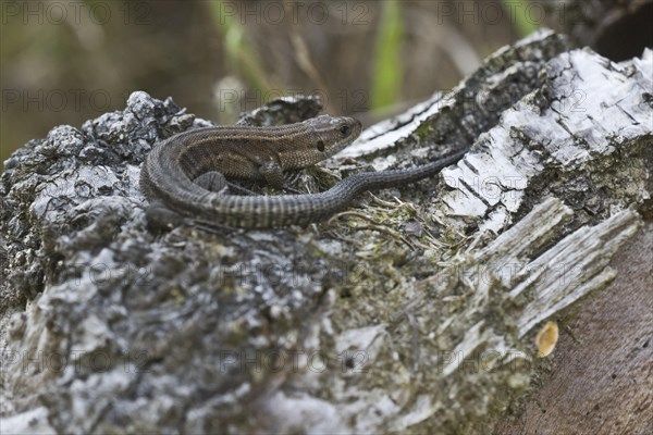 Viviparous lizard