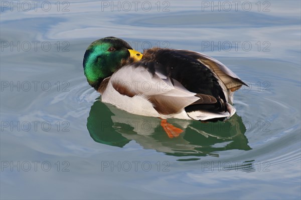 Mallard