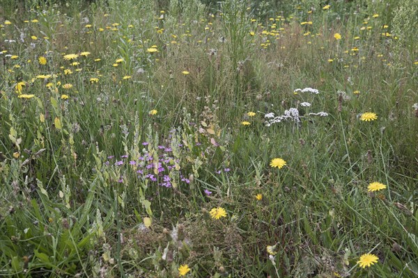 Wildflower meadow with hawkweed