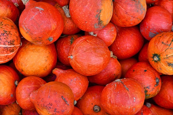 Many bright red Kuri Hokkaido squashes in pile