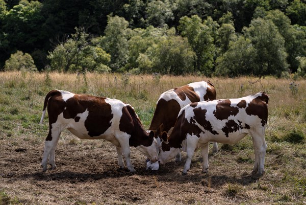 Dairy cows licking salt stone