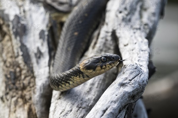 Grass snake