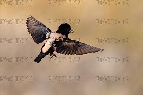 Roseate starling