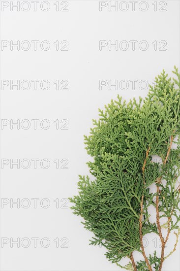 Close up cedar twigs isolated white backdrop