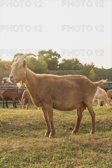 Goat standing farm looking away