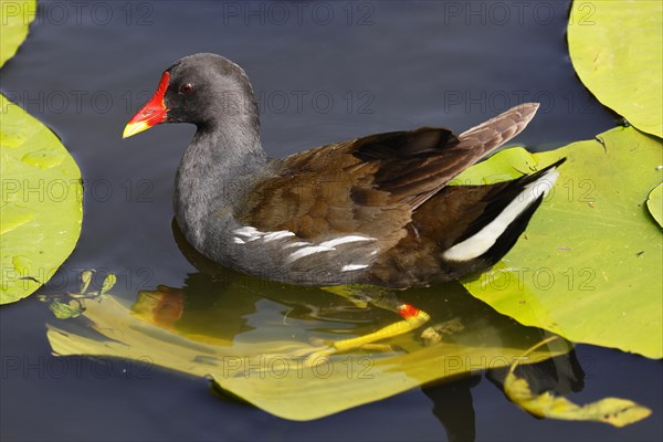 Common moorhen