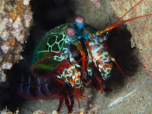 Peacock mantis shrimp