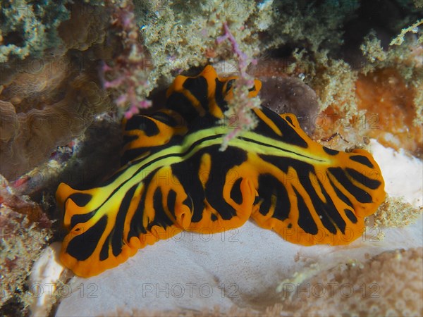 Tiger flatworm