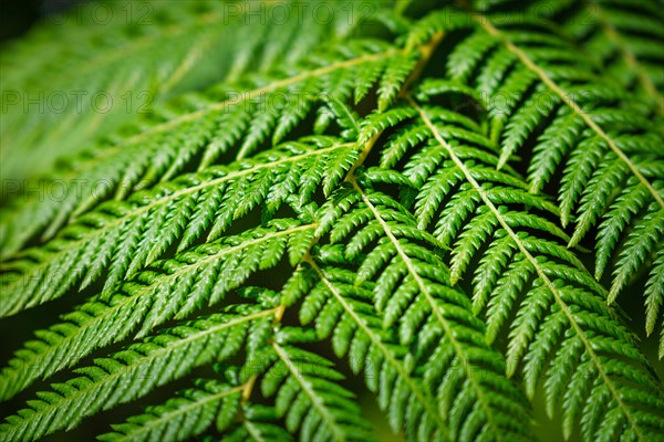 Close up view Sphaeropteris cooperi or Cyathea cooperi lacy tree fern