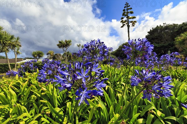 Blue lilies of the nile