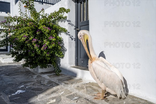 Pelican Petros grooming his feathers