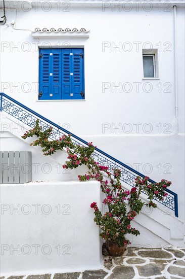 White Cycladic houses with bougainvillea