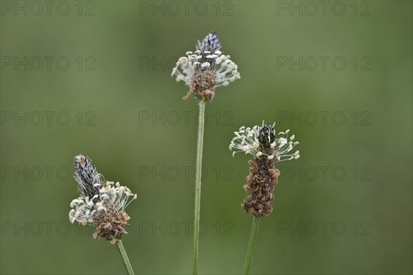 Ribwort plantain