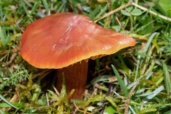 Cherry red sapling Fruiting body with cherry red cap and stalk in green grass