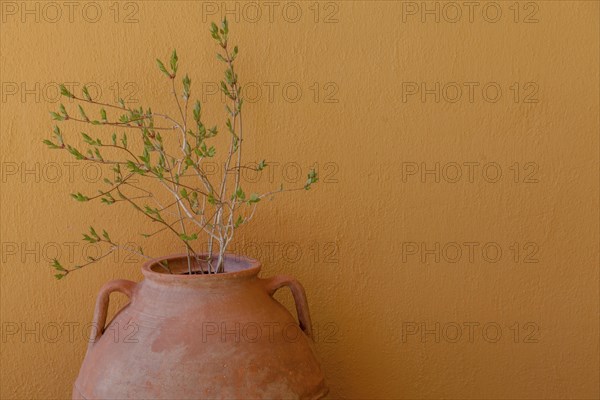 Amphora with branches in front of yellow house wall