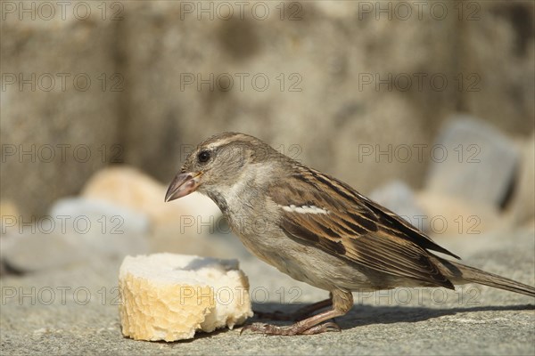 House sparrow