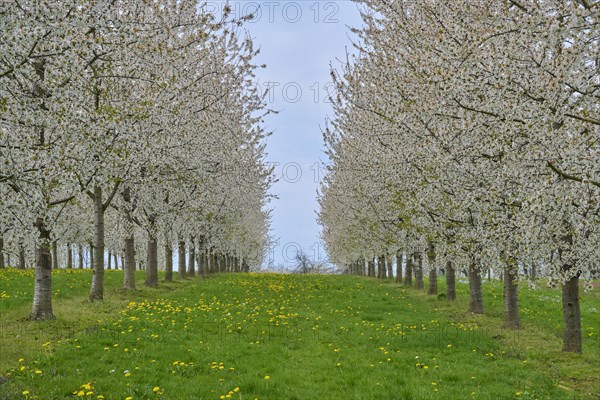 Cherry tree