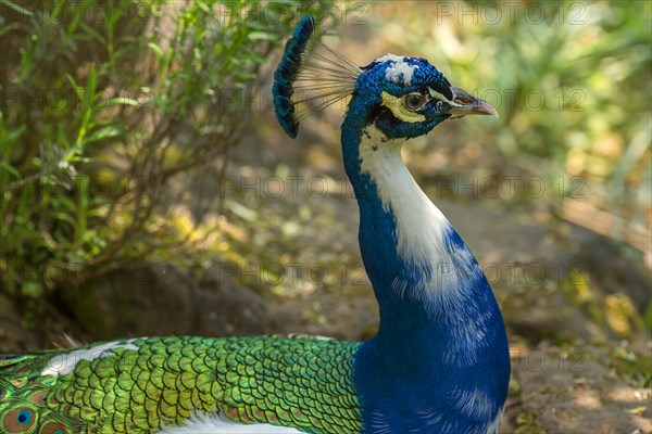 Portrait of the peacock