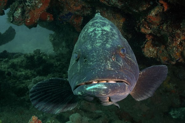 Portrait of potato grouper