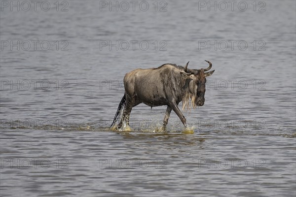 Wildebeest