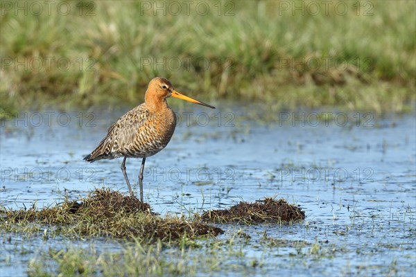 Black-tailed Godwit