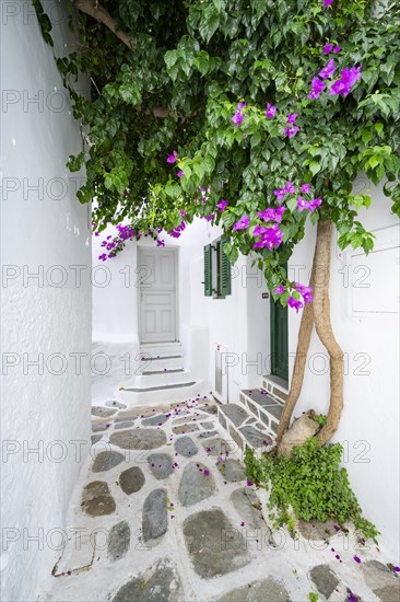 Cycladic white houses with pink bougainvillea