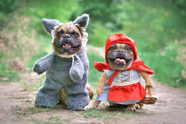 Pair of French Bulldog dogs dressed up as fairytale characters Little Red Riding Hood and Big Bad Wolf with full body costumes with fake arms standing in forest