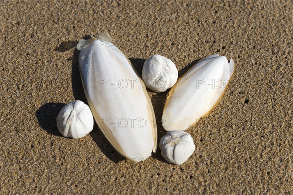 Common cuttlefish