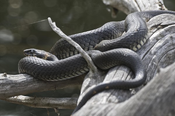 Grass snake