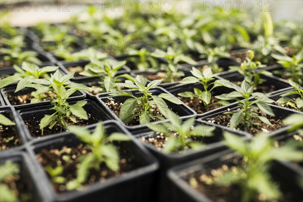 High angle plants greenhouse