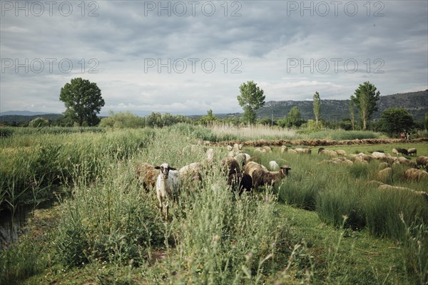 Long shot herd sheep eating grass pasture