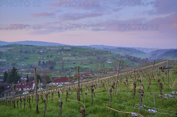 Vineyards