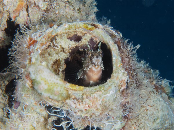 A sabre-toothed blenny