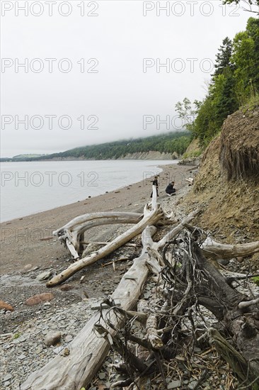 Driftwood on the beach