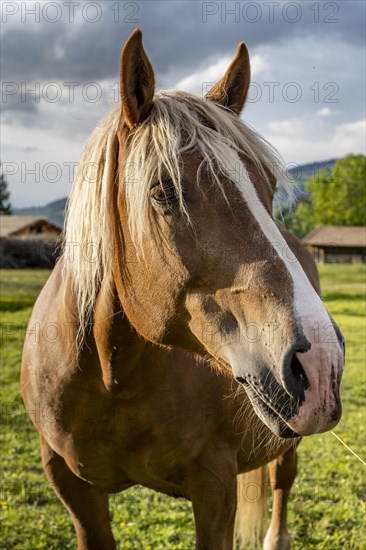 Haflinger horse