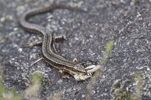 Viviparous lizard