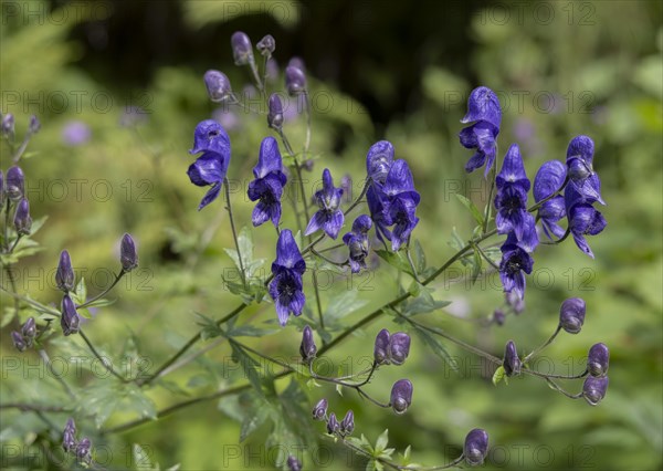 Garden monkshood