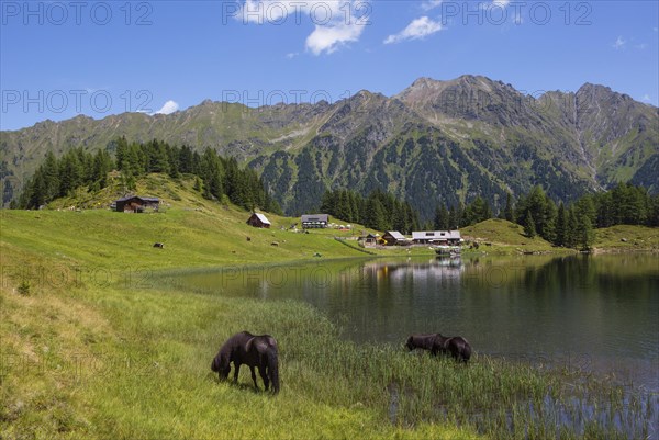 Horses at Duisitzkarsee with Duisitzkarsee Hut and Fahrlech Hut