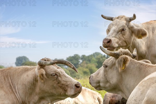 Charolais cattle