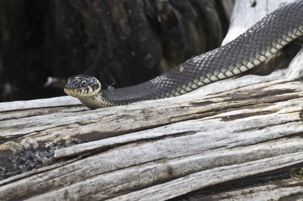 Grass snake