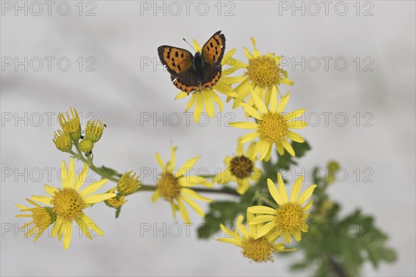 Small copper