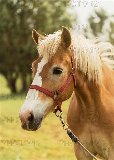 Beautiful brown horse outdoors