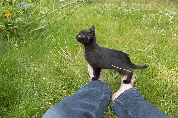 Nine-week-old black kitten stands on photographer's feet to avoid standing in grass