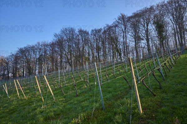 Vineyards