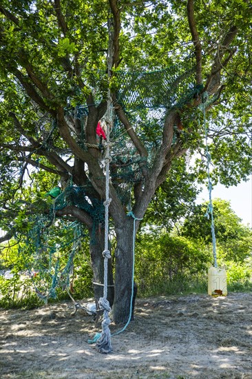 Tree with ropes to climb and swing