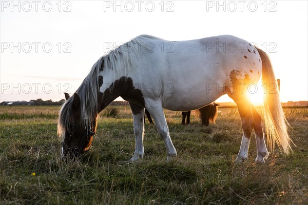 Horses in a pasture in the evening light on the North Sea island of Terschelling