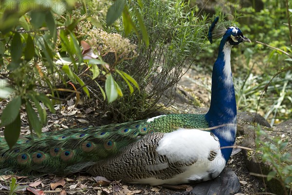 Sitting peacock