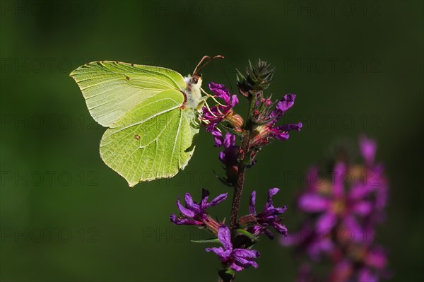 Brimstone