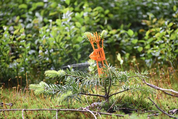 Young spruce with browsing protection against browsing by game in the forest